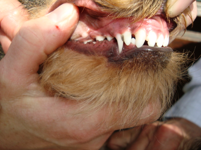 Soins bucco-dentaires chien : la double dentition