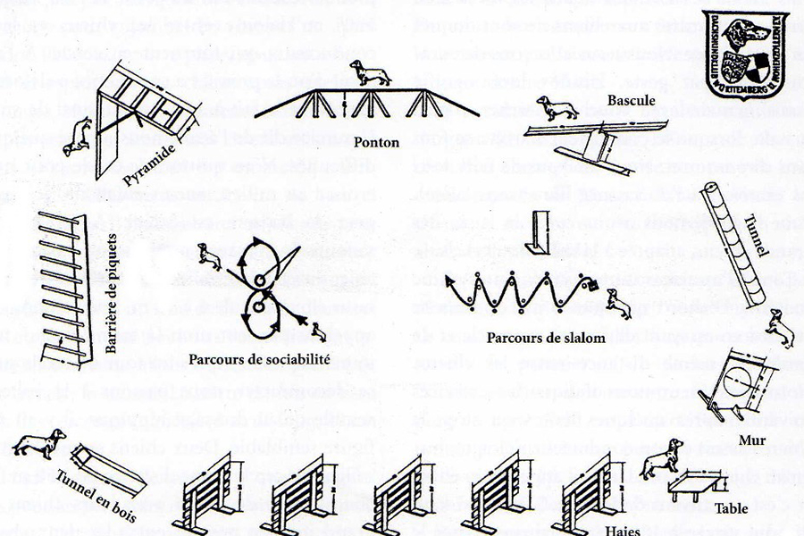 Entrainement obéissance teckel