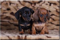 Chiots Disponibles Teckels Jacops Chiots Disponibles Teckels Jacops