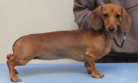 Chiots Disponibles Teckels Jacops